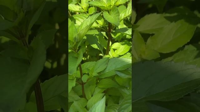 Лимонная мята #shorts смотреть онлайн