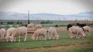 Живой звук овечки. Как говорит овца.