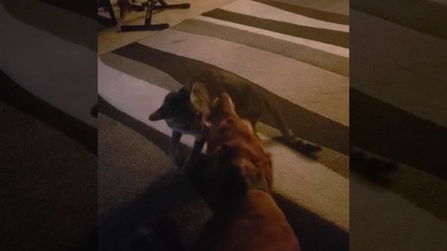 Fender and Gibson - Cat and Dog Playing смотреть онлайн