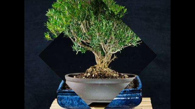Syzygium Small Leaves Shohin Bonsai смотреть онлайн