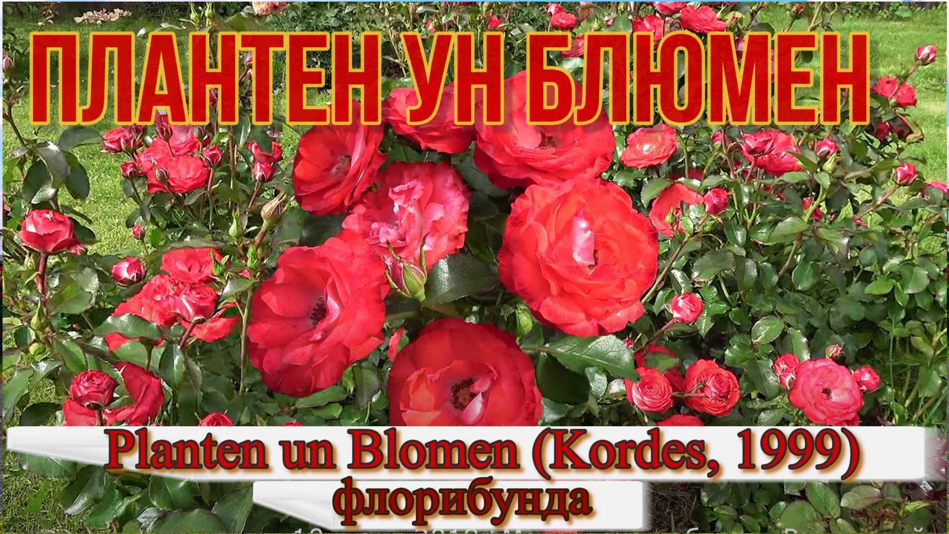 Роза Плантен Ун Блюмен (Флорибунда) - Planten un Blomen_(Kordes, 1999) смотреть онлайн