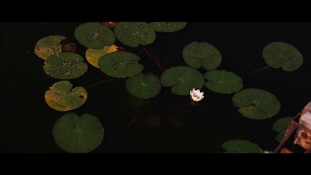 Вероника и Феликс. Ролик для в Instagram