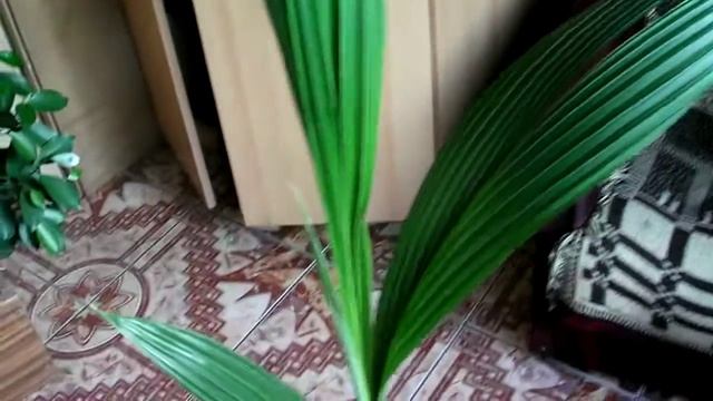 Palma kokosowa/ Cocos nucifera смотреть онлайн