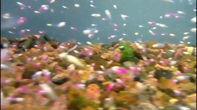 Разведение тернеций глофиш смотреть онлайн
