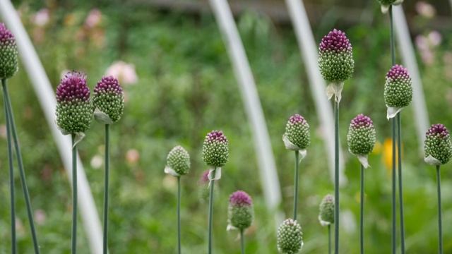 Growing Drumstick Allium Flower Bulbs For Cut Flower Garden