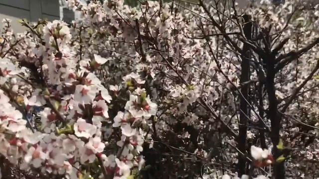 Уссурийск / Весенний город / 1 Мая / Город в цветах / Приморский Край / Россия смотреть онлайн