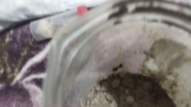 рассказывай про самку муравьёв смотреть онлайн