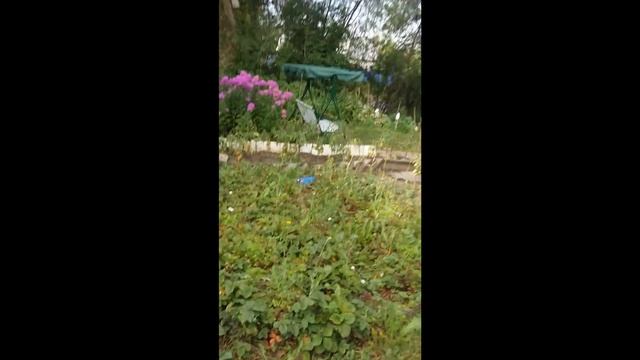 дача волгарь смотреть онлайн