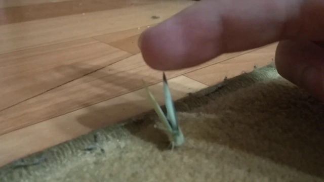 Бабочка дома смотреть онлайн