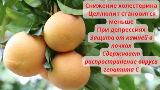 грейпфрут смотреть онлайн