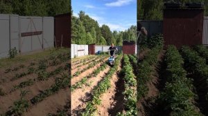 Окучник роторный в работе с мотоблоком Нева