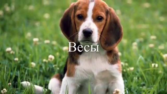 Кто ты по знаку зодиака из собачек? смотреть онлайн