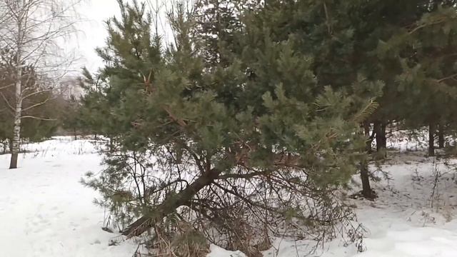 обрезаем сосну. делаем красивое растение в лесочке смотреть онлайн