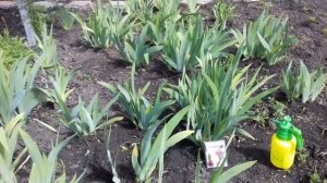 ГНИЮТ БУТОНЫ ИРИСОВ.АТАКУЕТ ИРИСОВАЯ МУХА.ОБРАБОТКА ПРЕПАРАТОМ ОТ ВРЕДИТЕЛЕЙ.