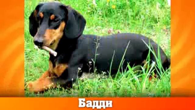 Тайная жизнь домашних животных в реальной жизни смотреть онлайн