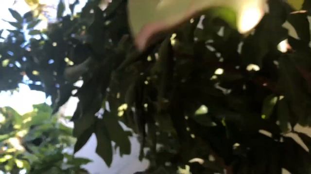 LYCHEE AND LONGAN FERTILIZER FOR THE BEST FLOWER / FRUIT SET смотреть онлайн