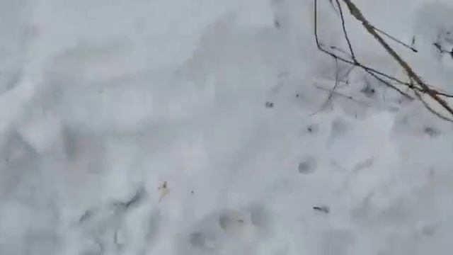 Тигр в Фокино смотреть онлайн