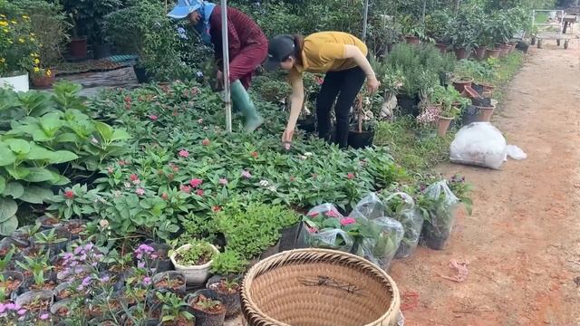 Harvesting Guava Fruit Garden Goes To The Market Sell - Gardening, Grow Flower | Lý Thị Sen