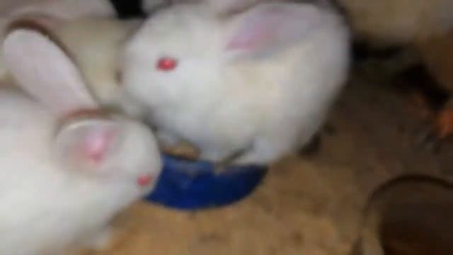 Крольчатам полтора месяца. Гранулированный корм для кроликов. смотреть онлайн