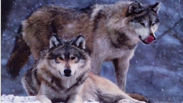 НАСТРОЙКА ЕДИНЕНИЯ С МАТУШКОЙ ЗЕМЛЕЙ смотреть онлайн