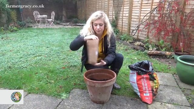 How to plant Tulips (bulbs) in a pot or container - FarmerGracy.co.uk смотреть онлайн