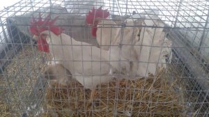 Леггорн Белый- самая яйценоская порода кур.