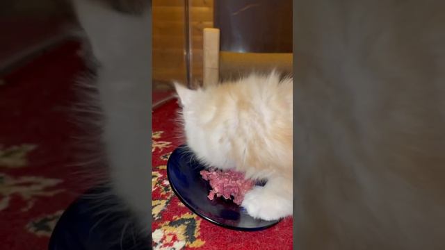 #животные #котята #кошка #любимые #мейнкун #мимимишки #питомник #кот #еда смотреть онлайн