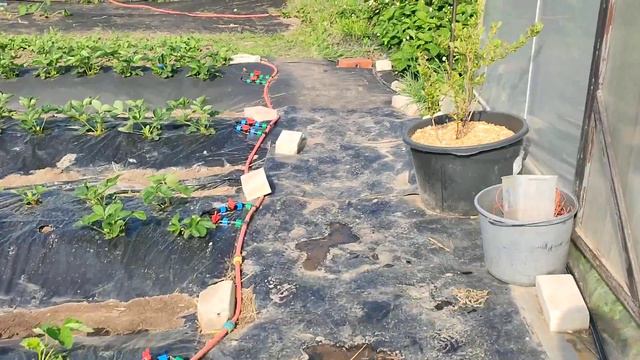 🍓Обзор клубники на первый день лета🍓🌼