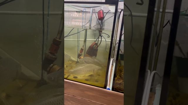 Живая рыба в магазинах Форельпермь