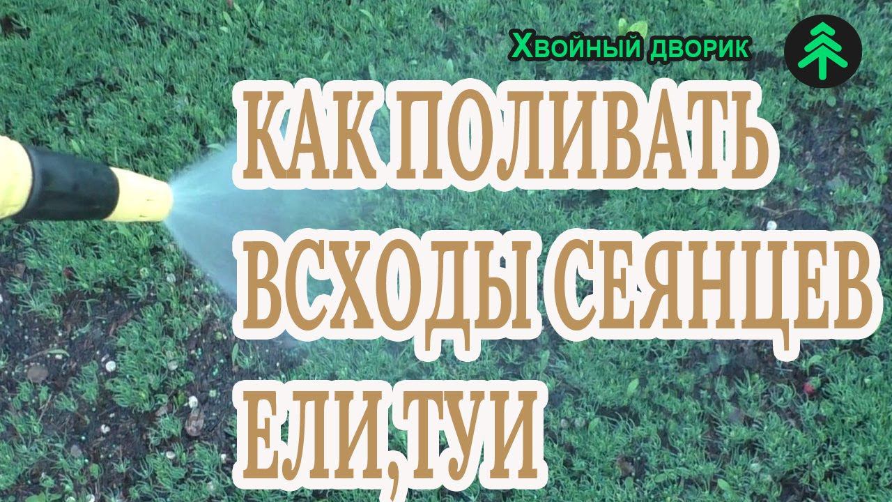 Как поливать всходы сеянцев ели голубой и туи западной колумна! смотреть онлайн