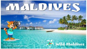Владимир Кот и Дикие Мальдивы - Trailer - Vladimir Cat and the Wild Maldives