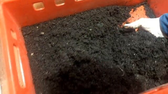 Разведения червя Дендробена. Результаты работы 1 и 1,5 месяца смотреть онлайн