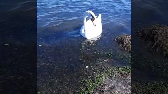У нас на озере смотреть онлайн