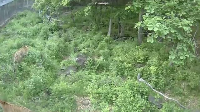 Амур и Уссури ждут ужин. 1 июня. Вечер смотреть онлайн