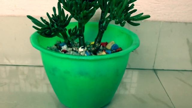 Gollum jade / Crassula ovata Gollum / Pigmyweed plant смотреть онлайн