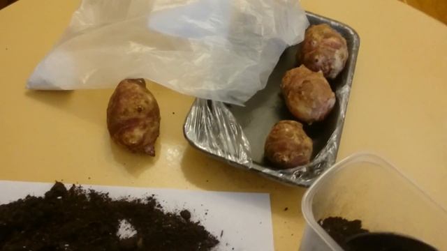 Топинамбур. Проращивание. Jerusalem artichoke. Germination. смотреть онлайн