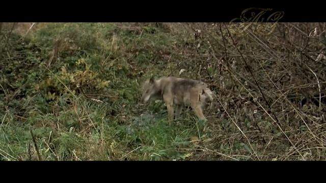 Удивительный случай! Как ВОЛЧИЦА вернула своих щенят! Случай в тайге! смотреть онлайн