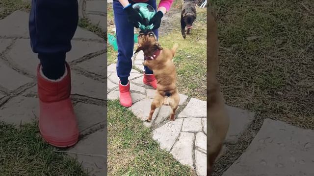 Французский бульдог танцует смотреть онлайн