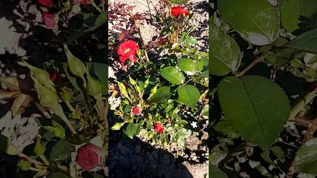 Роза Паприка смотреть онлайн