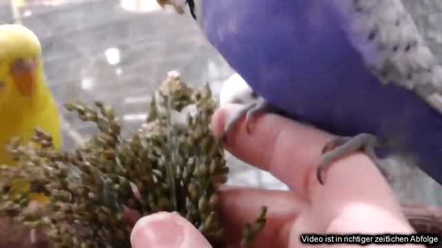 Timido im neuen zu Hause - Teil 4a (Timi fliegt mit Zwutschki) смотреть онлайн