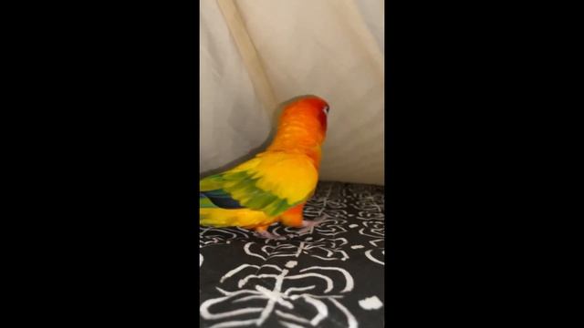 Parrot loves to run and play with owner under the sheets смотреть онлайн