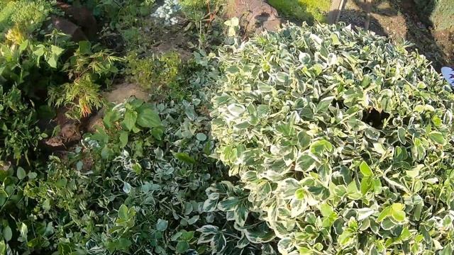 Бересклет стрижка кущів. кустов.Euonymus. смотреть онлайн