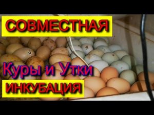 ИНКУБАЦИЯ совместная УТКИ и КУРЫ, как СТЕПАН и ХРОМАНОЖКА
