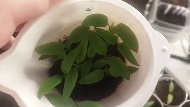 25.03.2023 Пикировка перца Желтый бык, Денис F1, Оранжевый король смотреть онлайн