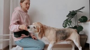 Как научить собаку команде "Стоять"?