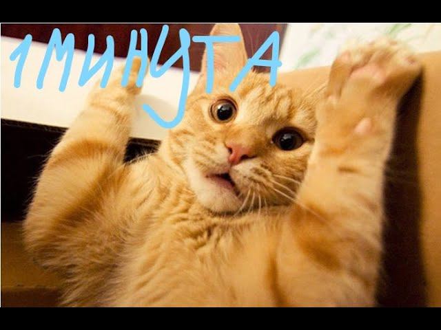 смешные животные под музыку смотреть онлайн