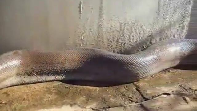 Ужас! Анаконда напала на человека! смотреть онлайн