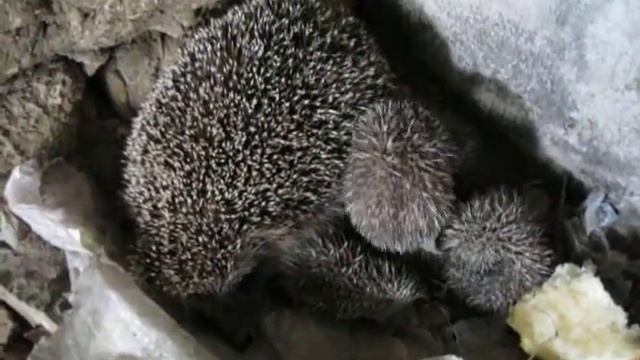 Ежиха с ежатами смотреть онлайн