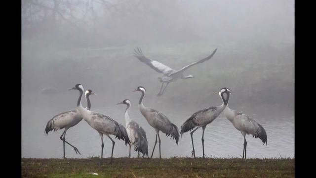 Журавли, журавли - Адыл Камалов (на русском)