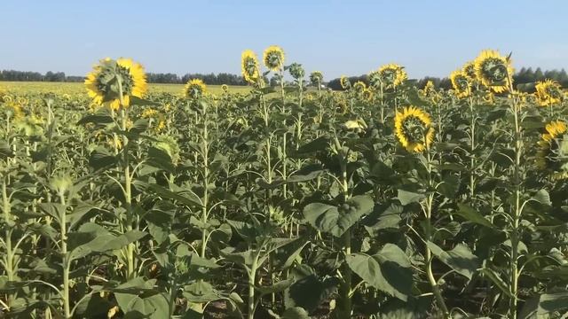 Забрала заказ в KazanExpress. ПОКУПКИ для дома. Едем в ИКЕА. Новая квартира. РУМ ТУР в новостройке смотреть онлайн